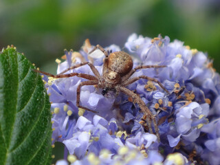 The wandering crab spider (Philodromus aureolus s.l.), female with her prey sitting on California lilac flowers