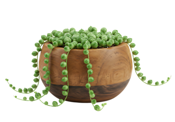 String of pearls succulent cascade in wooden pot against clean white backdrop