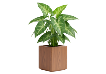 Stylized Arrowhead Plant in a Wooden Pot: Interior Decoration Element for Home