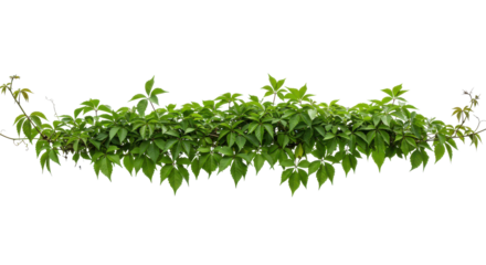 Verdant vine tapestry on black