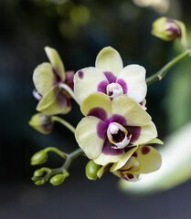 Phalaenopsis Deep Secret orchid, moth orchid. yellow flower with purple center