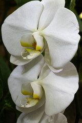 White Phalaenopsis Orchid close up two flowers stacked with dark background