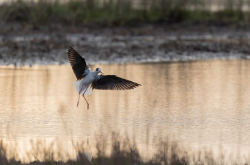 Black-winged Stilt Himantopus himantopus in Brittany, France