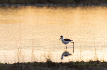Black-winged Stilt Himantopus himantopus in Brittany, France