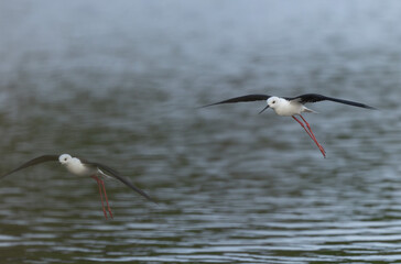 Black-winged Stilt Himantopus himantopus in Brittany, France