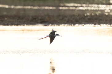 Black-winged Stilt Himantopus himantopus in Brittany, France