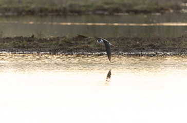Black-winged Stilt Himantopus himantopus in Brittany, France