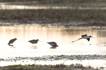 Black-winged Stilt Himantopus himantopus in Brittany, France