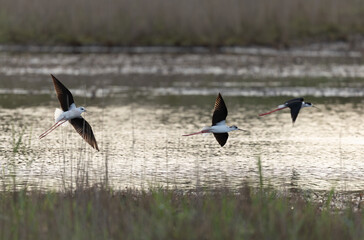 Black-winged Stilt Himantopus himantopus in Brittany, France