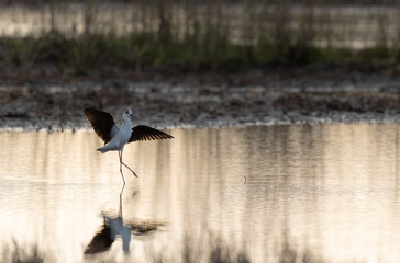 Black-winged Stilt Himantopus himantopus in Brittany, France