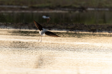 Black-winged Stilt Himantopus himantopus in Brittany, France
