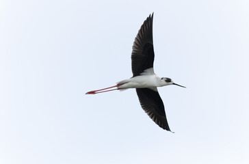 Black-winged Stilt Himantopus himantopus in Brittany, France