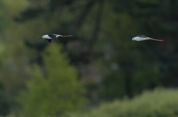 Black-winged Stilt Himantopus himantopus in Brittany, France