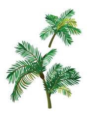 vector palm tree isolated on white background