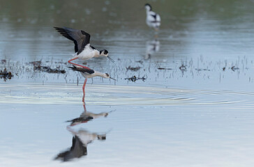 Black-winged Stilt Himantopus himantopus in Brittany, France