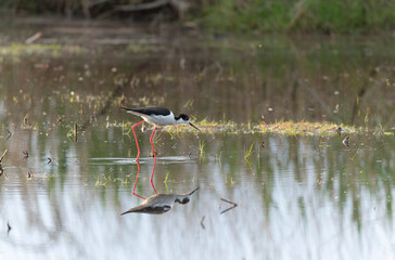 Black-winged Stilt Himantopus himantopus in Brittany, France