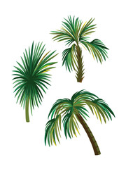 palm trees set vector