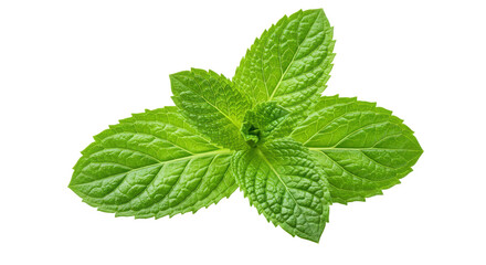 Vibrant mint leaves a culinary herb against a stark black backdrop