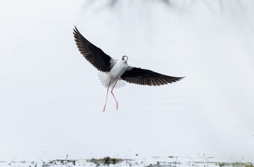 Black-winged Stilt Himantopus himantopus in Brittany, France