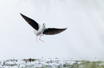 Black-winged Stilt Himantopus himantopus in Brittany, France