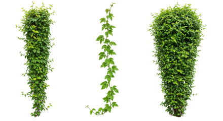 Trio of lush green vines Vertical garden single strand sculpted topiary