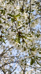 spring blooming fruit trees with white flowers in the sunny garden daylight
