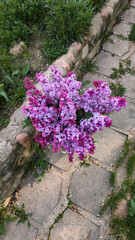 fresh and beautiful purple coloured lilac flowers bouquet in the fresh green spring garden; macro lilac petals