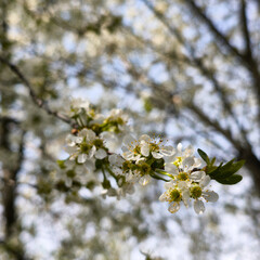 spring blooming fruit trees with white flowers in the sunny garden daylight