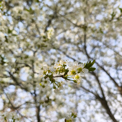 spring blooming fruit trees with white flowers in the sunny garden daylight