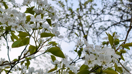 spring blooming fruit trees with white flowers in the sunny garden daylight