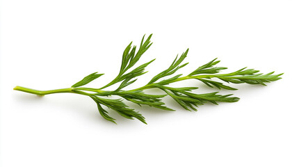 Fototapeta premium One green carrot twig isolated on white background