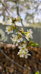 Obraz premium spring blooming fruit trees with white flowers in the sunny garden daylight