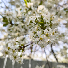 spring blooming fruit trees with white flowers in the sunny garden daylight