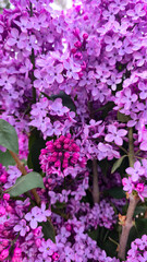 Obraz premium fresh and beautiful purple coloured lilac flowers bouquet in the fresh green spring garden; macro lilac petals