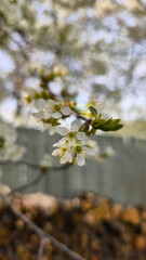 spring blooming fruit trees with white flowers in the sunny garden daylight
