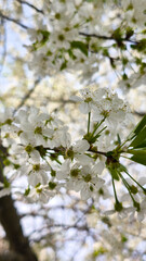 spring blooming fruit trees with white flowers in the sunny garden daylight