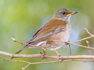 枝にとまるシロハラ