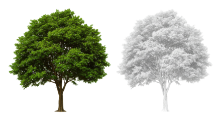 Verdant duality a lush tree beside its ghostly echo against a stark abyss