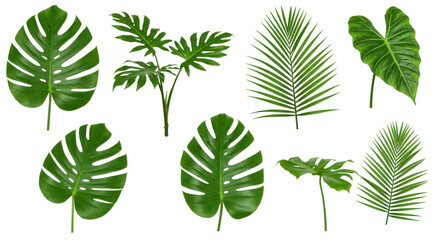 Verdant leaf medley on black backdrop Tropical flora elegance