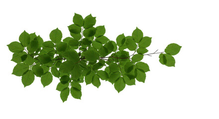 Verdant leafy branch a natures embrace against the void