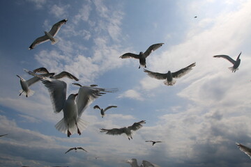 birds in flight