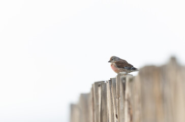 Common Linnet Linaria cannabina sitting or perching