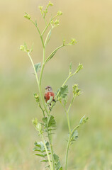 Common Linnet Linaria cannabina sitting or perching