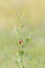 Common Linnet Linaria cannabina sitting or perching