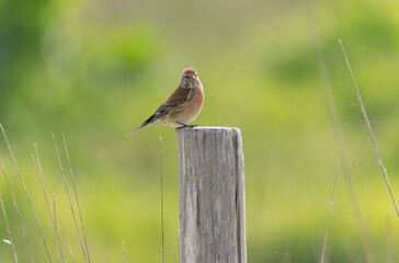Common Linnet Linaria cannabina sitting or perching