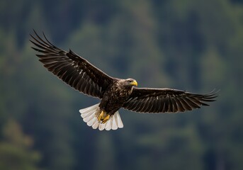 Fototapeta premium 力強く羽ばたくワシ 緑の森背景 雄々しい飛行