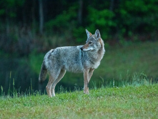 Eastern coyote in southeastern North Carolina