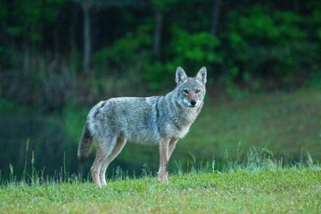Eastern coyote in southeastern North Carolina