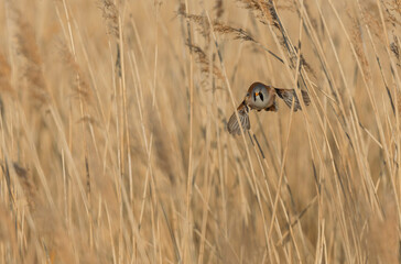 Bearded Tit Panurus biarmicus sitting on reed in Normandie, France