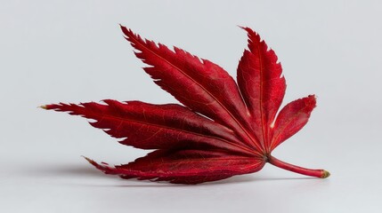 A vibrant red leaf isolated on a white background, showcasing intricate details and texture.